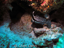Drums are by far my favorite fish to photograph.  This wa... by Cheri Denn 